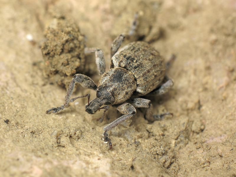 Brachypera zoilus (Scopoli, 1763)